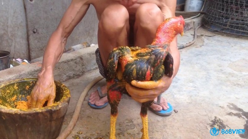 Om bóp cho gà gúp chữa gà chọi bị rút gân hiệu quả