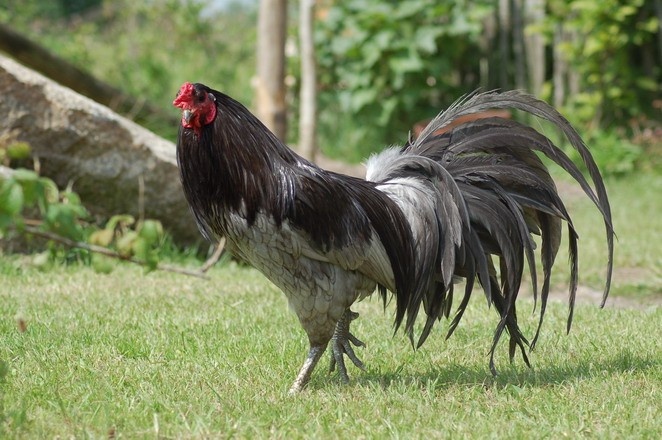 Gà Sumatra - Giống gà chọi đuôi dài đến từ Indonesia