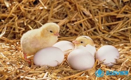 Ấp trứng không khoa học cũng là nguyên nhân khiến gà bại liệt