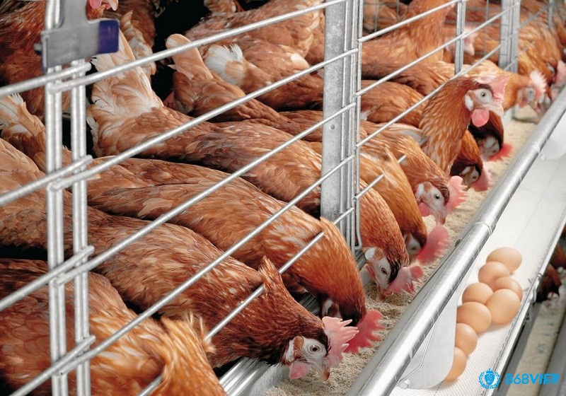 Bổ sung canxi thông qua thức ăn hàng ngày giúp gà tránh bị bại liệt