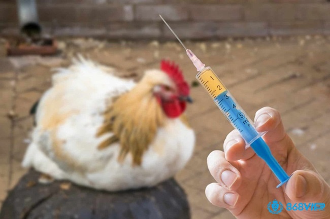 Tiêm thuốc kháng sinh vào ô khớp gối bị viêm là cách chữa gà chọi bị đau gối trong trường hợp gà trở nặng hơn