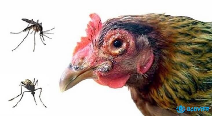 Bệnh thủy đậu ở gà do virus gây ra và có khả năng lây nhiễm cao 