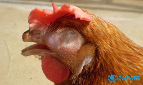 Triệu chứng của gà chọi là bị sưng mặt là mắt mũi chảy nước liên tục
