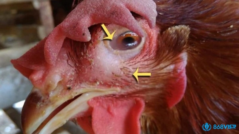 Cách chữa gà chọi bị sưng phù mặt sớm để cho gà chọi không bị suy kiệt