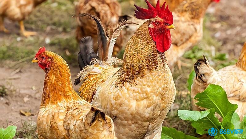 Thường xuyên vệ sinh khu vực nuôi thả gà để không nhiễm mầm bệnh