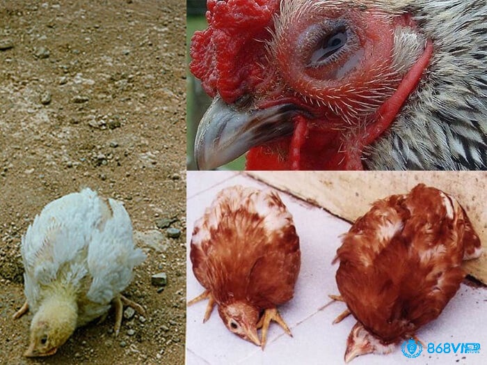 Yếu tố khác có thể dẫn đến những tình trạng gà mất tiếng gáy là bệnh hen