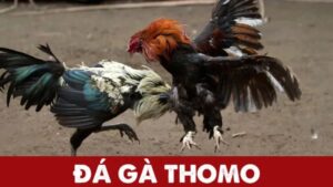 Đá gà Thomo là gì? Những điều cần biết khi tham gia