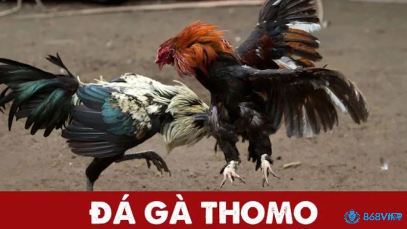 Đá gà Thomo là gì? Đá gà Thomo là một trò chơi đá gà được nhiều kê thủ yêu thích