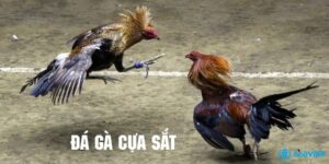 Đá gà cựa sắt là gì? Luật cơ bản trò chơi đá gà cựa sắt