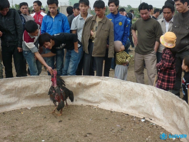 Đá gà là một trong những hoạt động giải trí thú vị và đặc sắc nhất hiện nay 